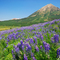 Crested Butte Lupines
