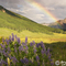 Mt. Crested Butte Lupines and Rainbow