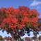 Fall leaves