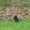 Black Squirrel at Haverford