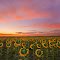 Sunset Sunflowers - Watkins, Colorado