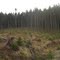 A tale of two forests: Young and older plantations