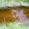 Snake swimming in Badland creek