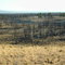 High Desert SE of Bend, Oregon along forest road 18.  Periodic forest fires set by lightning maintain open habitat.