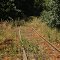 Overgrown railroad tracks