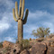 Big Cactus
