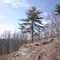 Rocky Pine Tree