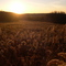 Fall Fields near Frewsburg