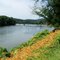 Daylilies along the Allegheny River in Warren, Warren County, Pennsylvania