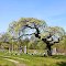 Oakland Cemetery
