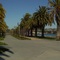 Neat row of palm trees along the San Diego Bay inlet walk