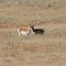 pronghorn antelope pair