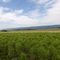 Sinking Valley Pan