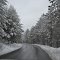 Winter Forrest