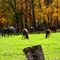 Grazing horses