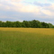 Tyler State Park Field Summer