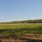 Tyler State Park Field (Spring 2013)