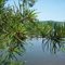 Close up Pine Tree in Raystown Lake