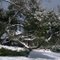 Live Oak Tree in the Snow