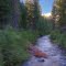 Scene at Feather River