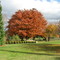 Fall at the VA Hospital