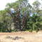 Madrone Tree
