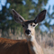 Mule Deer Doe