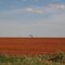 Seminole, Oil in the red Field