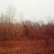 LaSalle Woods in late Fall