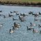 Canadian Geese in the Model Yacht Basin