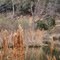 little canyon pond
