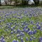 Blue Bonnet Patch
