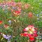 Texas wildflowers