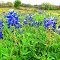 Texas wildflowers