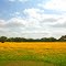 The Yellow Sea
