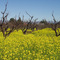 Orchards of Silicon Valley, Sunnyvale, California