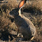 Black-Tailed Jackrabbit, Don Edwards National Wildlife Refuge, Aviso, San Jose, California