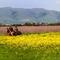 Farm in Milpitas