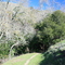 Ed Levin County Park, Pinnical Peak Trail