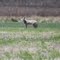 Coyote
