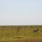 Antelope