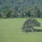 Lone Tree, Sharon, Connecticut