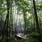Quiet Walkway in the Great Smokey Mountains