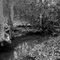 Stream In The Woods, Maryville, Tennessee