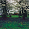 Barn surrounded by dogwood trees