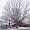 Winter in the Country
