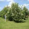 TN-TACF Backcross Orchard at Tennessee Tech