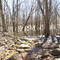 Vernal Pool in Wadworth