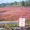 The pink skating field of Durham