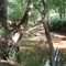 Naconiche Creek